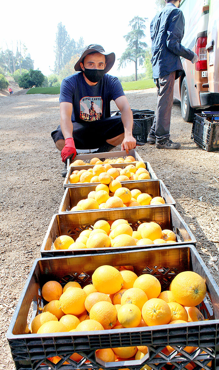 Loading oranges